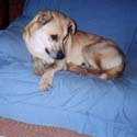Chester at 30 lbs.