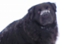 Gus